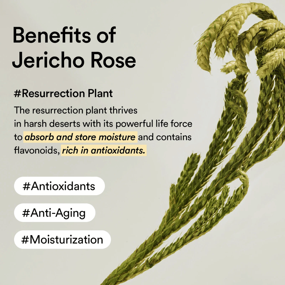La planta Jericho Rose – una fuente natural de antioxidantes e hidratación. Ayuda a la piel a mantener la elasticidad y resistir los signos de la edad.