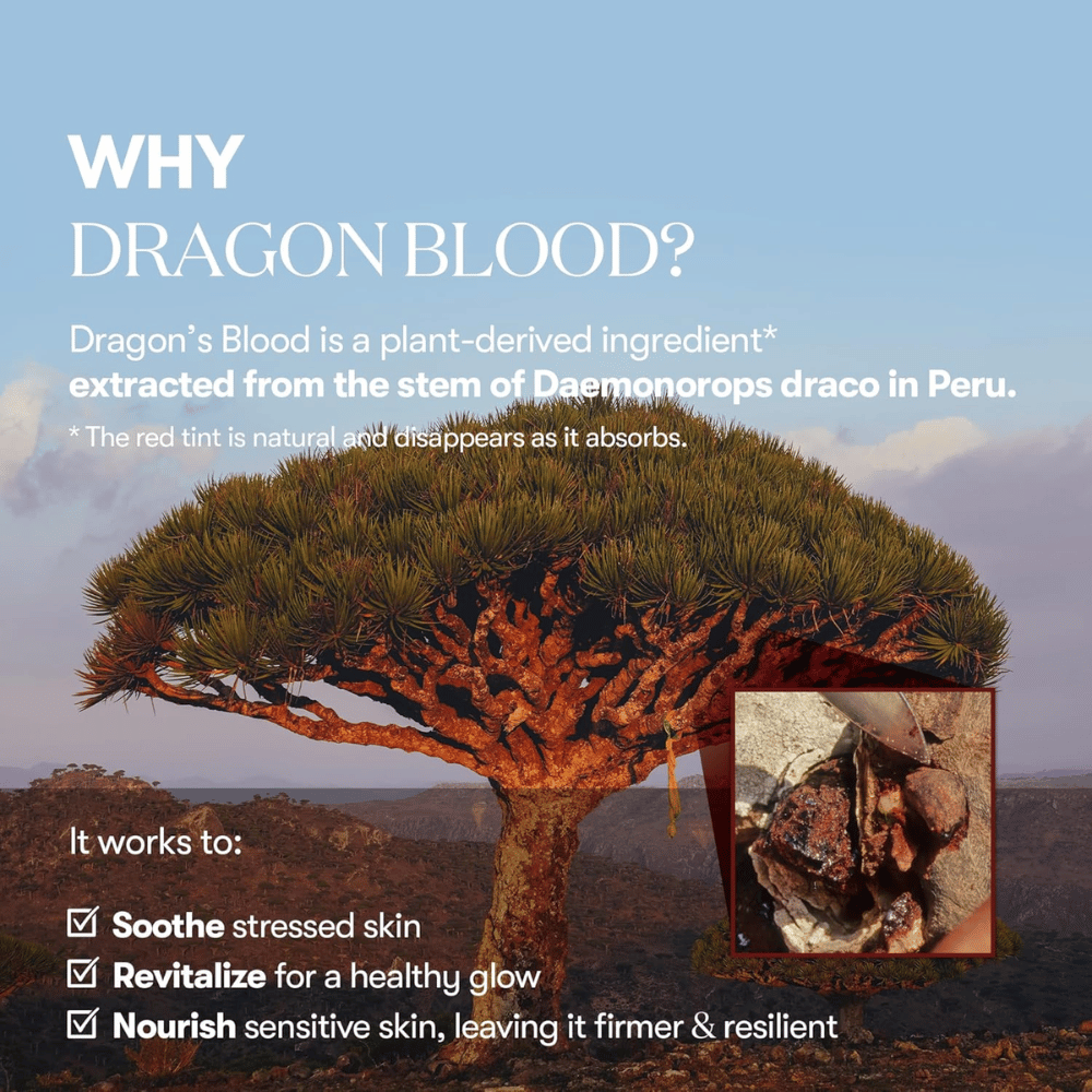 Ilustración del árbol Sangre de Dragón (Daemonorops draco) en Perú, ingrediente en VT Red Booster Reedle Shot 100 que calma la piel estresada, fortalece la barrera cutánea y proporciona un brillo saludable.