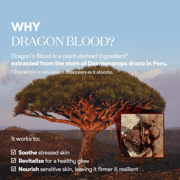Ilustración del árbol Sangre de Dragón (Daemonorops draco) en Perú, ingrediente en VT Red Booster Reedle Shot 100 que calma la piel estresada, fortalece la barrera cutánea y proporciona un brillo saludable.